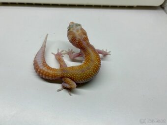 Gekončík noční 1.1  White&Yellow Fire Tangerine Raptor - 3