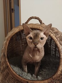 Kocour kanadský sphynx s PP ke krytí - 3