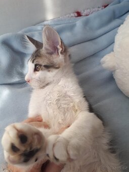 Mainske mívali koťata - 3