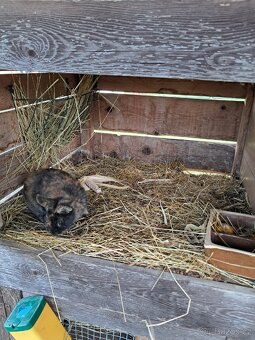 Kralikarna 4 kotce - 3