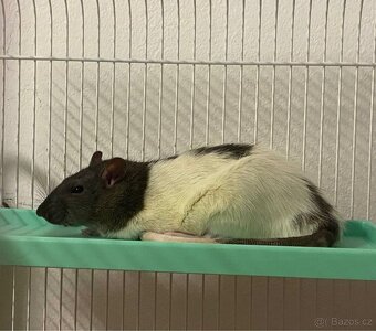 Domácí potkan - samec - 3