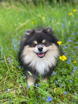 Pomeranian krytí - 3