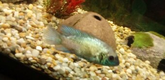 Darují nebo vyměni - 3