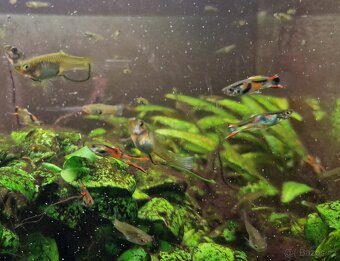 Živorodka Endlerova /Wingeova - 3