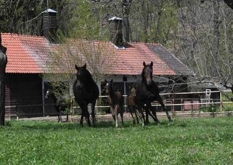 Jezdec, ošetřovatel koní, stájník - 3