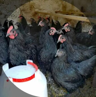 NV Australka velká černá - 3