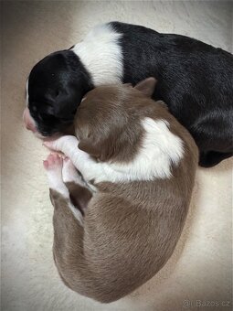 Border kolie štěně s PP - 3