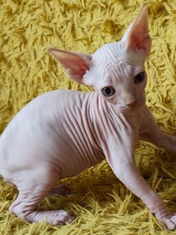 Kanadský sphynx - 3