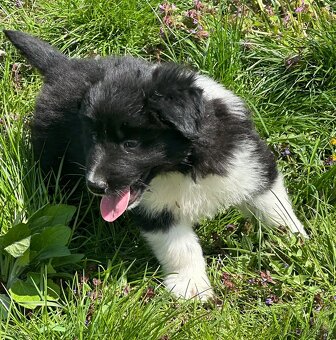 Border kolie - 3