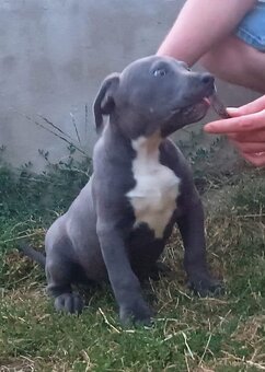 American bully - 3