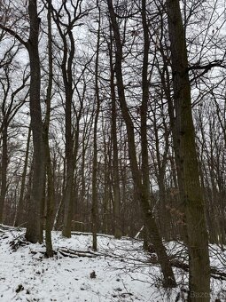 Prodej lesního pozemku k.ú. Šitbořice - 3