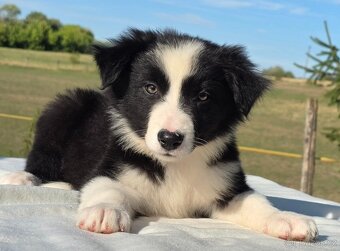 Border kolie Collie/ kólia - 3