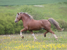 Welsh mountain pony - 3