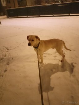 Labrador x - 3