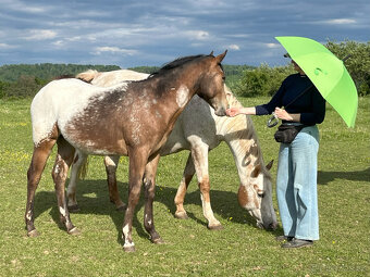 Roční klisna Appaloosa - 3