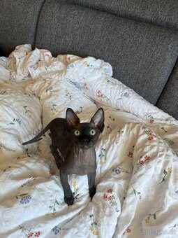 Sphynx s PP - 3