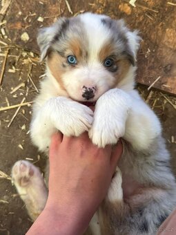 Australský ovčák štěňátka s PP - 3