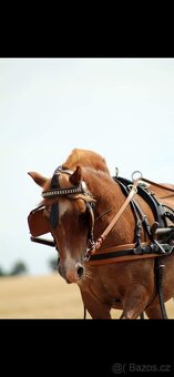 Sulka za pony + postroj - 3