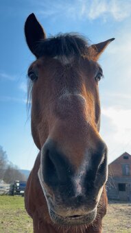 Nabízím tažného valacha do dobrých rukou - 3