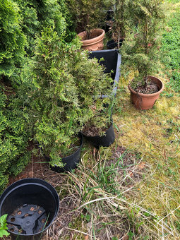 Thuja occidentalis Smaragd - 3