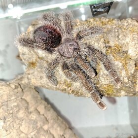 Avicularia aj. - 3