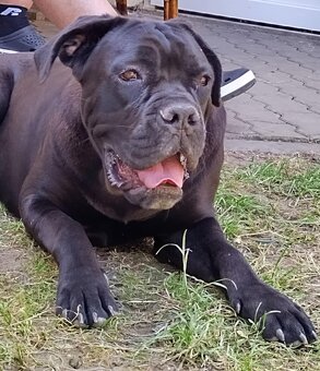 Cane Corso - 3