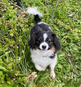 Miniaturní kontinentální španěl s PP, phalene, ne papillon - 3