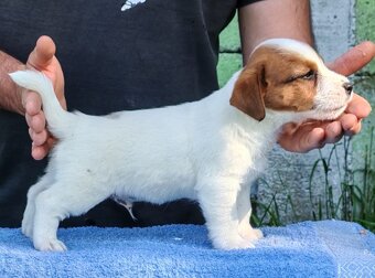 Jack Russell terrier - 3