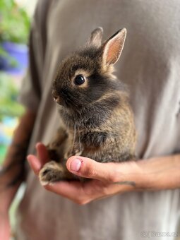 ♥️zakrslý králík samička ….. již k odběru - 3