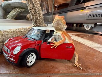 AGAMA VOUSATÁ POGONA VITTICEPS NA PRODEJ - 3