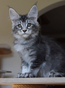 Mainská mývalí koťátka s PP - 3