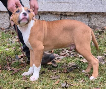Americký stafordšírský teriér s PP - 3