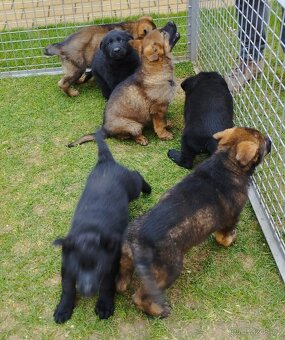 Prodám štěňata německého ovčáka s PP - 3