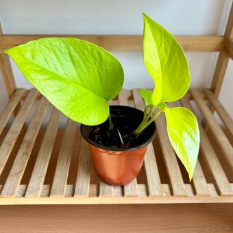 Epipremnum aureum Neon, Šplhavnice - 3