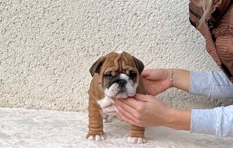 Anglicky Buldok, Bulldog,buldok s PP - 3