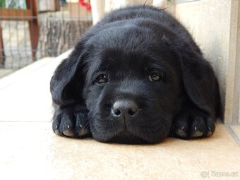 Štěňátka labradorský retriever s PP - labrador s PP - 3