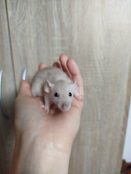 Potkan dumbo - 3
