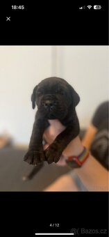 Štěně cane corso - 3