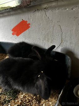 🐰✨ Roztomilý zakrslý beránek - 3