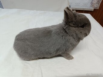 Zakrslý králík - 3