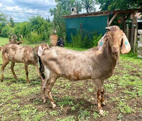 Anglonubijský Kozel 100% k připuštění - 3