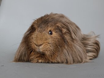 Dlouhosrsté morče plemene šeltie - 3