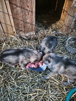 Československý vlčák - 3