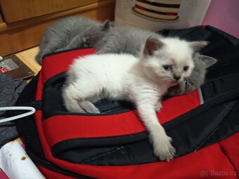 modrá britská kočička - 3