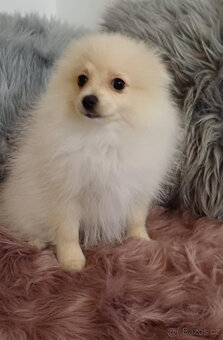 Pes pomeranian x trpasličí špic - 3