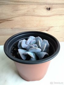 Echeveria cubic frost - 3