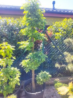 Tvarovaný strom, bonsai, niwaki, yamadori - 3