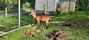 Koza hnědá a roční kozlík - 3