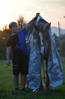 MILIONOVA kobylka irskeho coba (Irsky cob) - 3