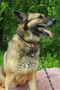 NEMESIS - 33 kg, kastrovaná fenečka 8 let - 3